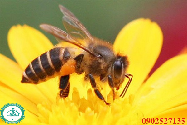 Cách đuổi ong